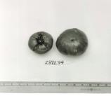 Click for 1 image(s) for this accession. FRUIT